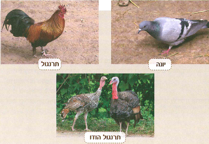 (בספר שתי תמונות, היעזר במנחה)